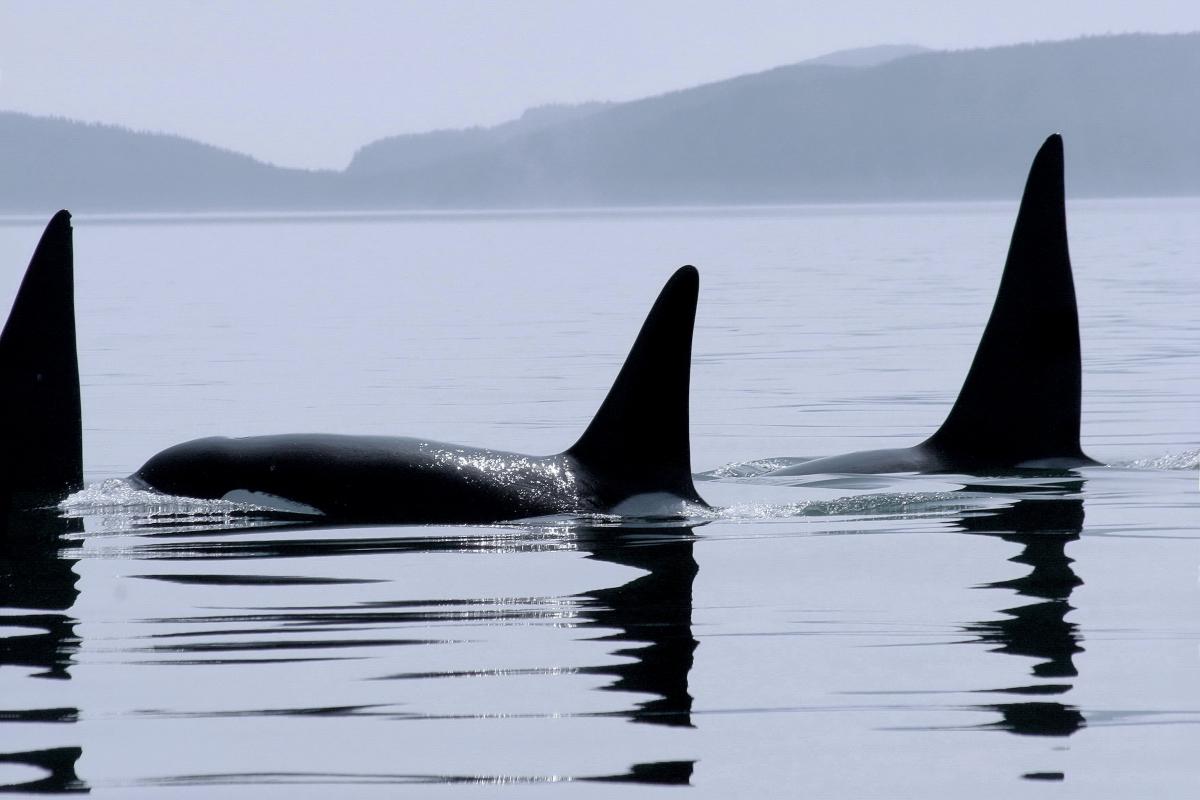 Гренландские киты Шантарские острова